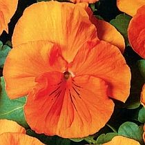 семена виолы Анна