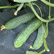 Семена огурца Дездемона F1