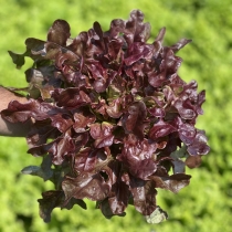 семена листового салата Робин