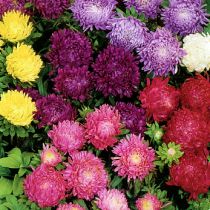 семена астры пионовидной Миледи (смесь)