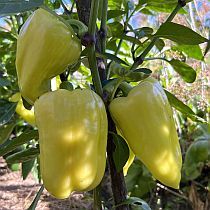 семена перца сладкого темп f1