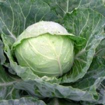 Семена капусты белокочанной Старт F1
