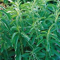 семена стевии Сладкоежка