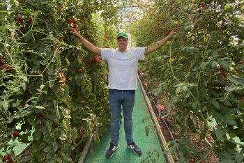 Томатный салют в Белгороде, часть 2. Томатные джунгли