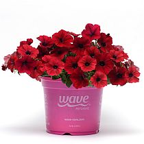 семена петунии Тайдл Вейв Ред Велюр F1