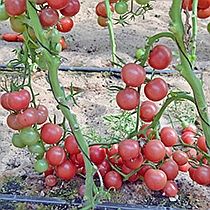 Семена томата Форте Розе F1