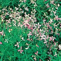 семена маттиолы Клема