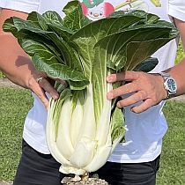 Семена капусты китайской Пак-Чой