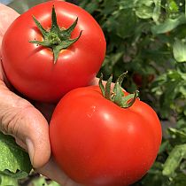 Семена томата Лайф F1