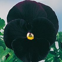 семена виолы Галина 