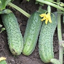 Семена огурца Дублер F1