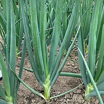 семена лука батуна Ишикура