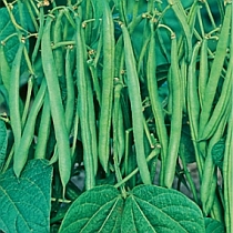семена фасоли Серенгети