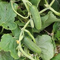 Семена огурца Отелло F1