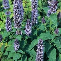 семена лофанта анисового Кунцевский Семко