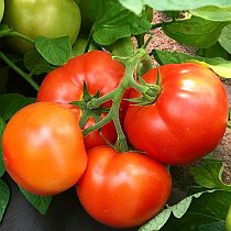 Семена томата Исфара F1