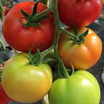 Семена томата Аксинья F1