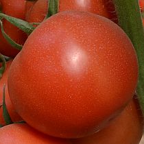 Семена томата Драйв F1