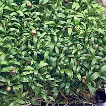 Семена микрозелени кориандра Крылатский Семко 