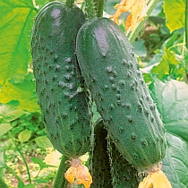 Семена огурца Троя F1