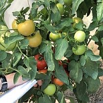 Семена томата Семко 98 F1