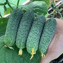 Семена огурца Саввин F1
