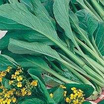 Семена капусты китайской Та-Цой