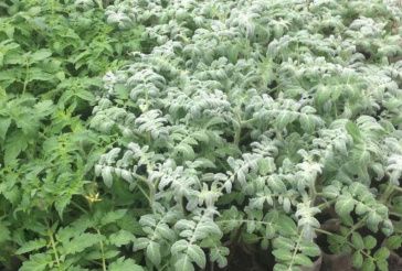 К вопросу об опушённости томатов