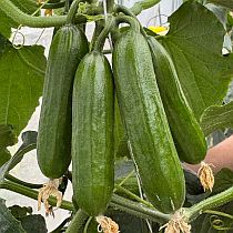 Семена огурца Мини 65 F1