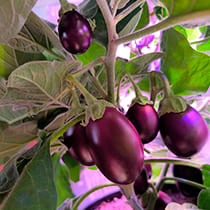 Семена баклажана Ненси F1