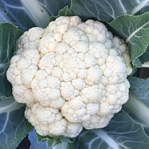 Семена цветной капусты Метелица F1