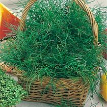 семена укропа Раннее чудо