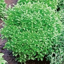 семена базилика Маркиз зеленый