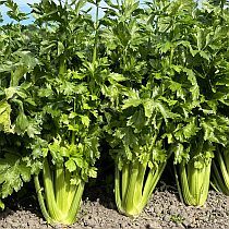 семена черешкового сельдерея Малахит