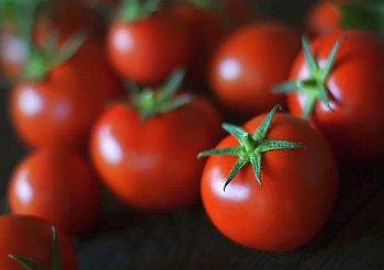 Агротехника томата от начала и до конца