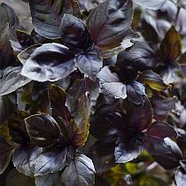 семена базилика Москворецкий Семко