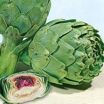 семена артишока Апеннинский 