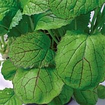 семена горчицы Аригато