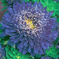 семена астры принцесса Юбилейная Семко