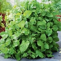 семена мелиссы лекарственной Оранж Фреш