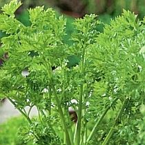 семена листового сельдерея Самурай