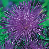 семена астры художественной Оксана