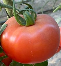 Семена томата Мондиаль F1