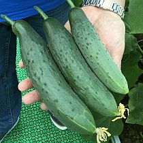 Семена огурцов 16-25 см Татьяна F1