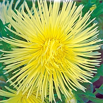 семена астры художественной  Маша