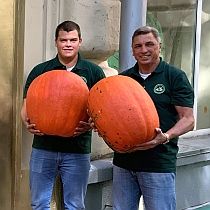 семена тыквы Атлант