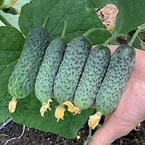 Семена огурца Директор F1