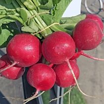 Семена редиса Рондар F1