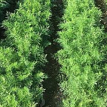 семена укропа Отличный Семко