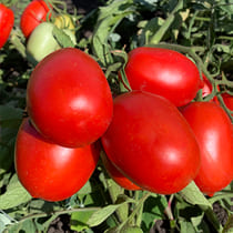 Семена томата Семко 2000 F1